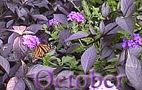 Oct-cal-toc-200-126-10k.jpg (9360 bytes)