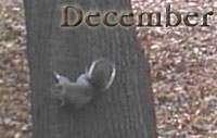 squirrel-200-125-8k-cover-T.jpg (7779 bytes)